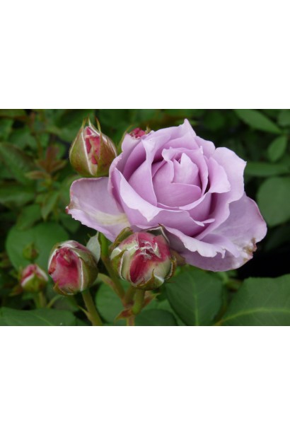 Роза фиолетовая Новалис